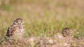Couple of burrowing owls staring on camera, Florida