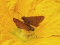 Couple butterfly on the flower