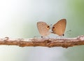 Couple butterfly making love