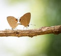 Couple butterfly making love