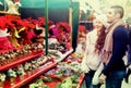 Couple buying Christmas flower at market Royalty Free Stock Photo