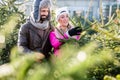 Couple buying Christmas tree on market Royalty Free Stock Photo