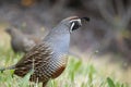 A Couple of California Quails