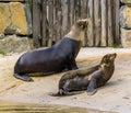 Couple of california sea lions at the water side, tropical eared seal specie from America Royalty Free Stock Photo