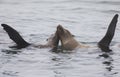 A couple California sea lions swimming synchronized at Monterey bay California.