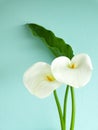 Couple of calla lilies with big green leaf in soft focus on turquoise stucco wall background with copy space. Elegant Royalty Free Stock Photo