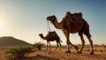 Two Camels Walking in the Dirt. Generative AI