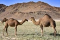 Couple of camels with mountains in the background in the desert of Saudi Arabia Royalty Free Stock Photo