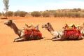 Camels waiting for ride people desert, Uluru, Australia Royalty Free Stock Photo