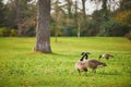 Couple of Canada geese on the grass in Park Bagatelle, Paris, France Royalty Free Stock Photo