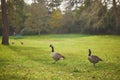 Couple of Canada geese on the grass in Park Bagatelle, Paris, France Royalty Free Stock Photo