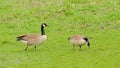 Couple of Canada geese in a meadow Royalty Free Stock Photo