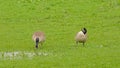 Couple of Canada geese in a meadow Royalty Free Stock Photo