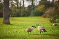 Couple of Canada geese on the grass in Park Bagatelle, Paris, France Royalty Free Stock Photo