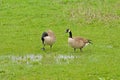 Couple of Canada geese in a meadow Royalty Free Stock Photo