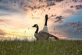 Couple of Canada geese resting outdoors at sunset Royalty Free Stock Photo