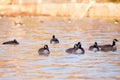 Couple of canada geese staying close among flock of birds in soft focus floating in the St. Lawrence River Royalty Free Stock Photo