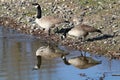 Couple of Canada gooses Royalty Free Stock Photo