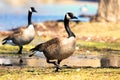 Couple of Canadian gees walking Royalty Free Stock Photo