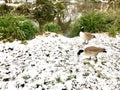 A couple Canadian geese in England during Royalty Free Stock Photo