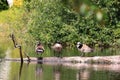 a couple of canadian geese grouped toggether Royalty Free Stock Photo