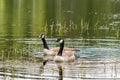 Couple of Canadian geese in a lake in Sweden Royalty Free Stock Photo