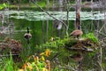 Couple Canadian Geese Protect Their Eggs Royalty Free Stock Photo