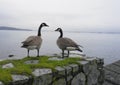 Couple of Canadian geese on the seashore. Royalty Free Stock Photo