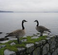 Couple of Canadian geese on the seashore. Royalty Free Stock Photo