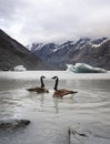 Couple of Canadian geese swimming in Hooker Lake. Mount Cook National Park, New Zealand. Royalty Free Stock Photo