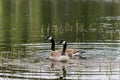 Couple of Canadian geese swimming in a lake Royalty Free Stock Photo