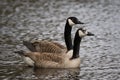 Couple of Canadian Geese swimming in a pond Royalty Free Stock Photo