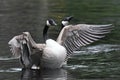 Couple of Canadian Geese on a water surface Royalty Free Stock Photo