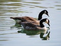 Couple of Canda geese swimming as a couple on a river