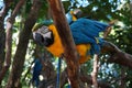 macaws on the tree Royalty Free Stock Photo