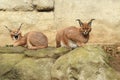 Couple of caracals Royalty Free Stock Photo