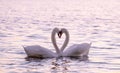 Couple of caressing white swans on the lake Royalty Free Stock Photo