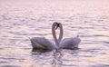 Couple of caressing white swans on the lake Royalty Free Stock Photo