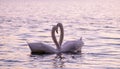 Couple of caressing white swans on the lake Royalty Free Stock Photo