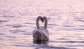 Couple of caressing white swans on the lake Royalty Free Stock Photo