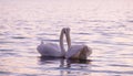 Couple of caressing white swans on the lake Royalty Free Stock Photo