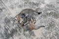 Couple cat hug with love, on the gray mortar floor.