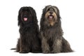 Couple of Catalan sheepdogs being together, panting