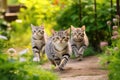 a couple of cats that are walking together in the dirt Royalty Free Stock Photo