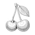 Couple of cherries with leaf. Fruit in engraving style