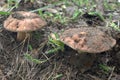 Couple of chestnut boletes in living nature