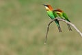 Couple of Chestnut-headed Bee-eater Royalty Free Stock Photo