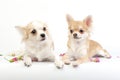 Couple of chihuahua dogs lying on white