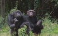 A couple of chimpanzees resting on the ground together in a chimpanzee sanctuary, Kenya