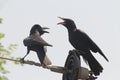 Couple of chirping, shouting crows over an electric pole in india. Both are hardly going on each other. Royalty Free Stock Photo